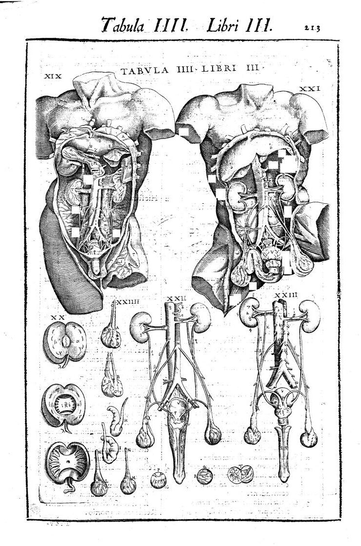 Anomatical drawing of the chest, ribs and organs with two diagrams of just the reproductive system below which also includes the kidneys. These look very similar which is why this is know as One Sex Theory - they are two versions of the same organs.