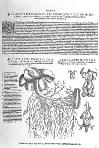 These look very similar which is why this is know as One Sex Theory - they are two versions of the same organs.