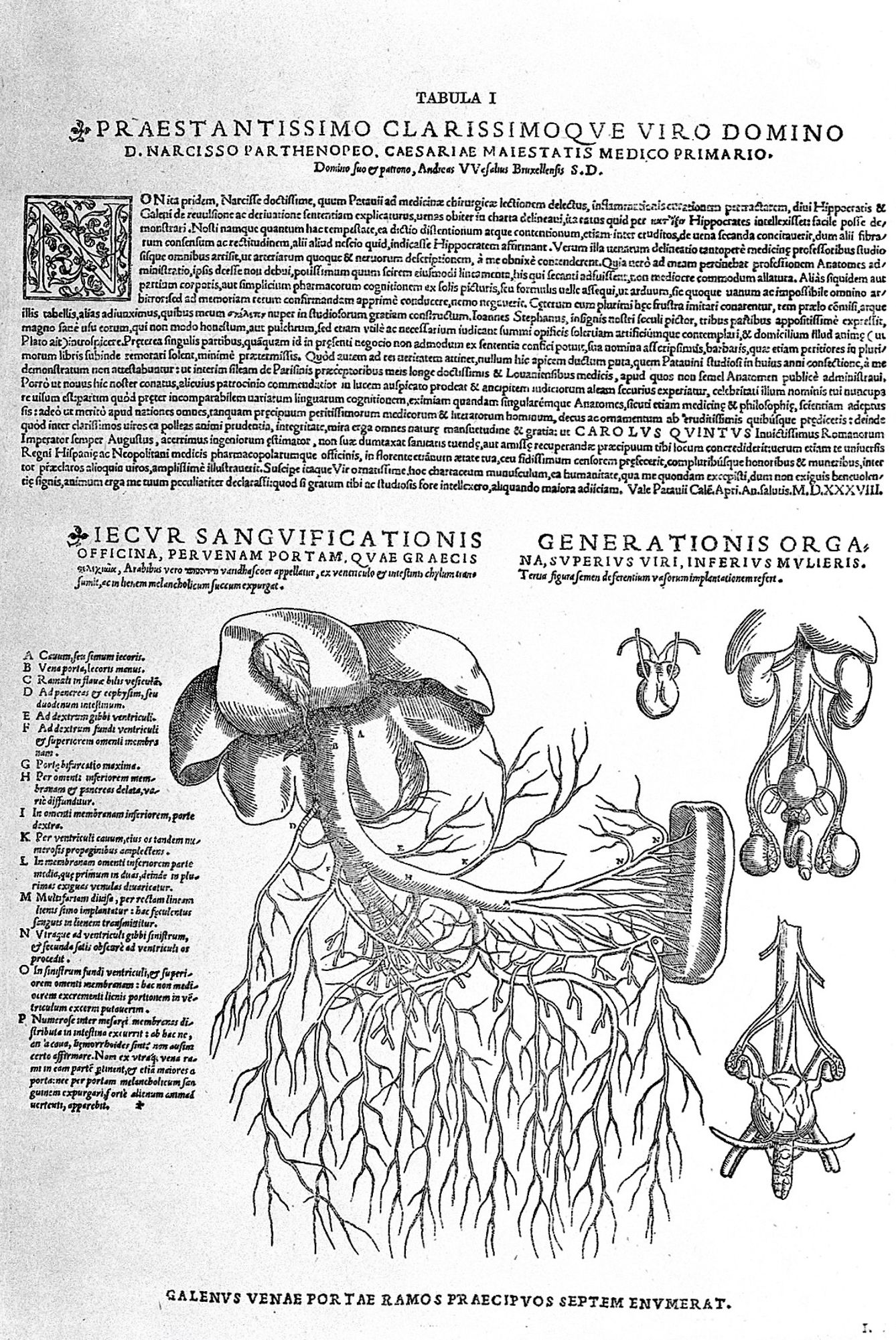 These look very similar which is why this is know as One Sex Theory - they are two versions of the same organs.